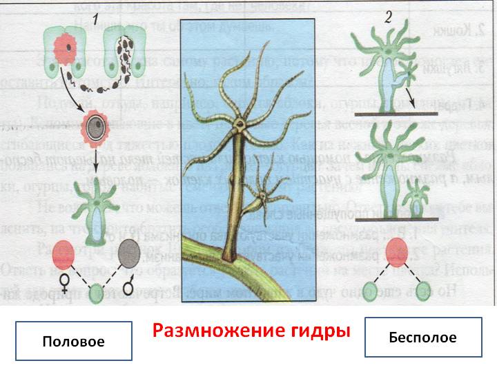 Мега сайт в обход